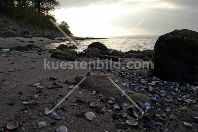 Frde Muschelstrand im Abendlicht