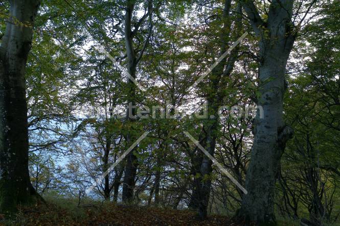 Buchenwald am Knigsstuhl