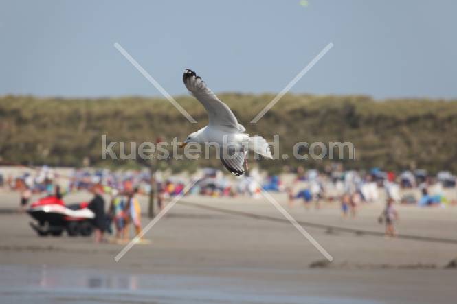 Möwe vor Strand