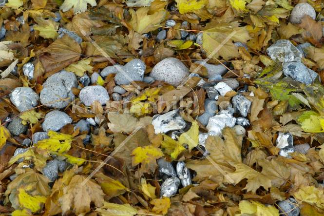 Herbstlaub mit Kieselsteinen