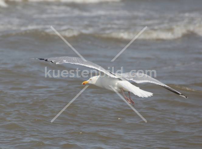 Möwe im Flug