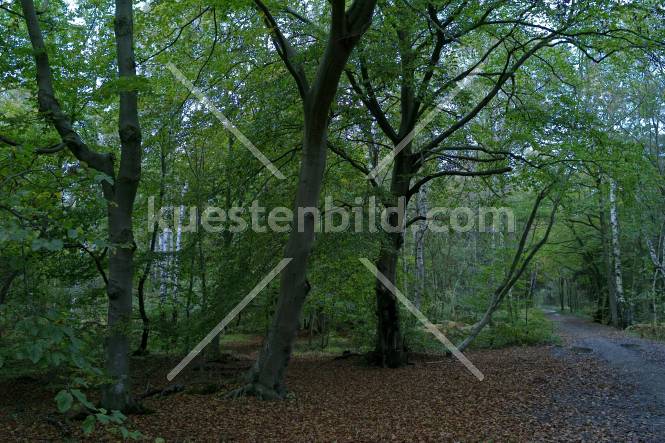 Waldweg auf dem Darß