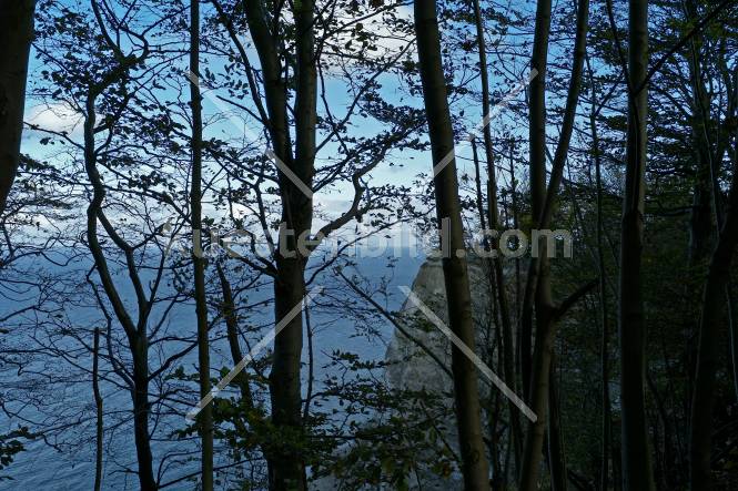 Kreidekste, Blick durch Buchenwald auf Kreidefelsen und Ostsee