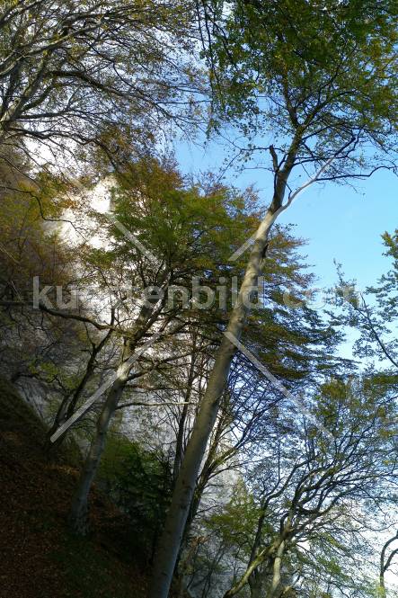 Kreideküste, Blick durch Buchen auf Kreidefelsen