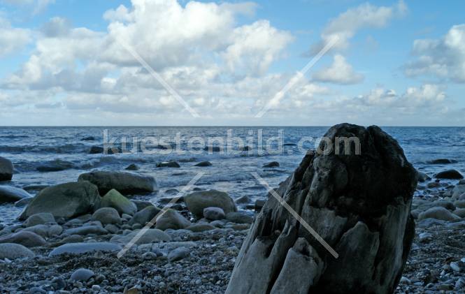Kreideküste, Baumstumpf am Kiesstrand