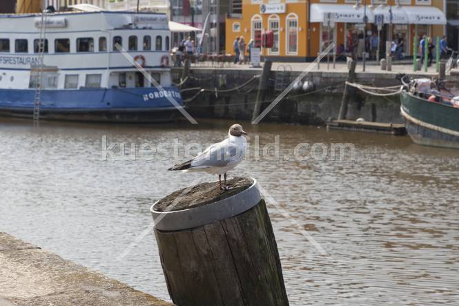 Möwe auf Duckdalben