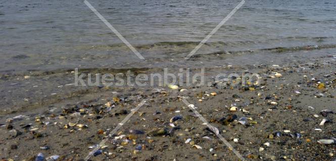 Muschelstrand