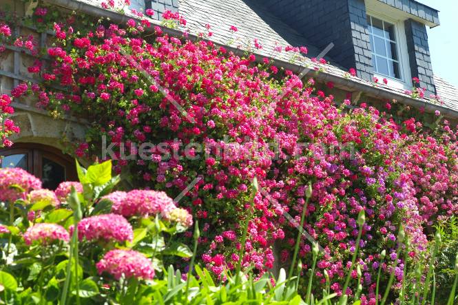 Blumenhaus