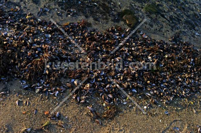 Förde, Miesmuscheln am Strand