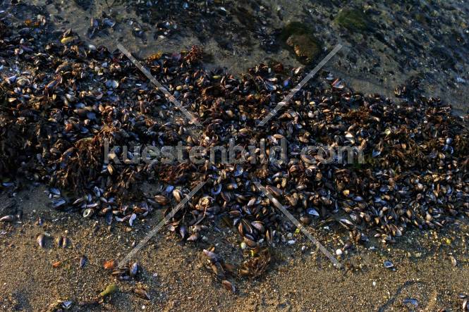 Frde, Miesmuscheln am Strand