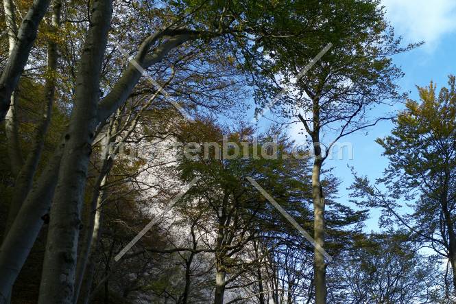 Kreideküste, Blick durch Buchenwald auf Kreidefelsen