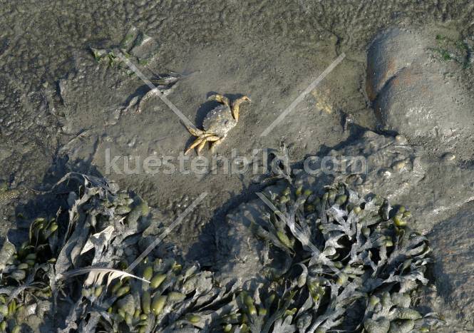 Strandkrabbe im Watt