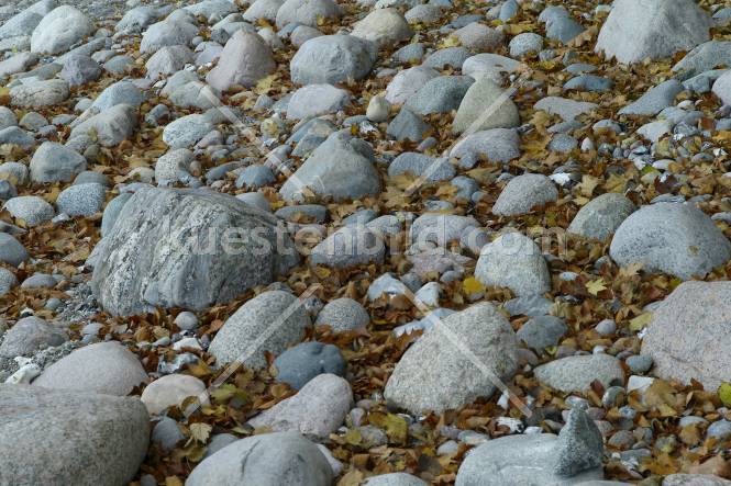 Kreideküste, Kiesstrand mit Herbstlaub